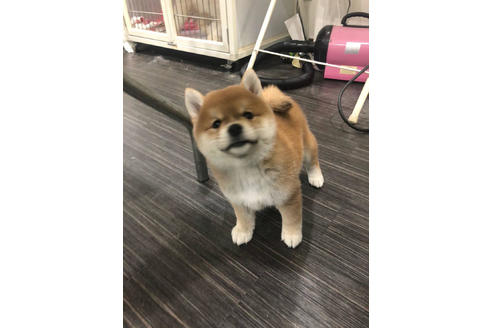 成約済の山口県の柴犬-44740の1枚目