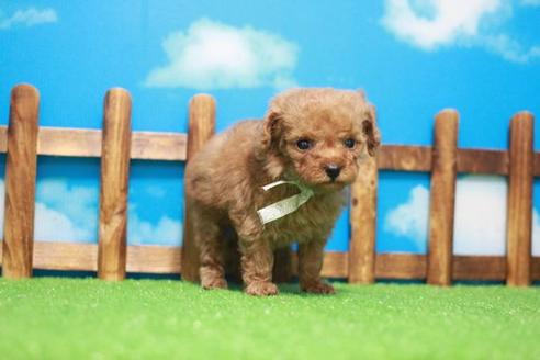 成約済の滋賀県のトイプードル-44743の2枚目