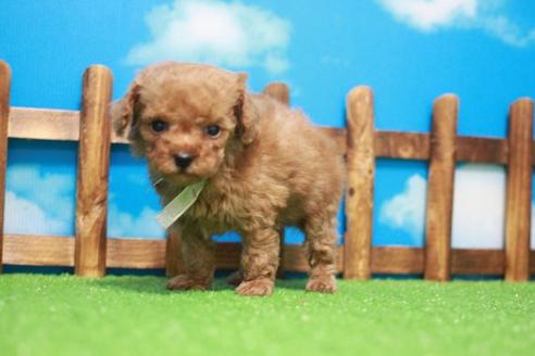 成約済の滋賀県のトイプードル-44743の1枚目