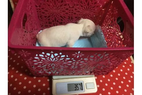 子犬