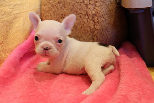 成約済の愛知県のフレンチブルドッグ-43147の4枚目