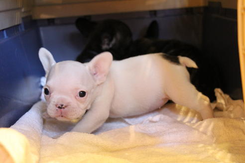 成約済の愛知県のフレンチブルドッグ-43147の3枚目