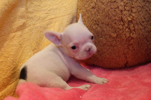 成約済の愛知県のフレンチブルドッグ-43147の1枚目