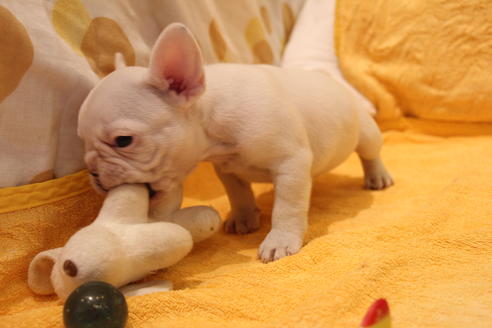 成約済の愛知県のフレンチブルドッグ-43144の4枚目