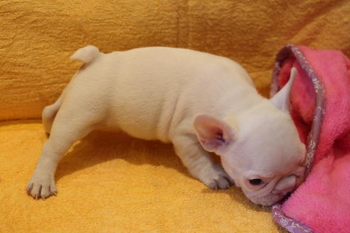 成約済の愛知県のフレンチブルドッグ-43144の3枚目