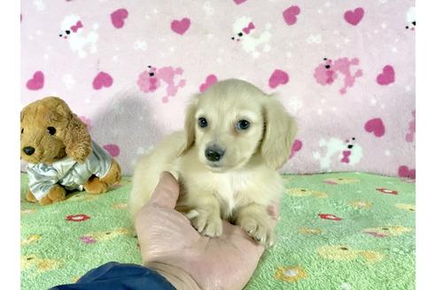 成約済の兵庫県のミニチュアダックスフンド-43101の4枚目