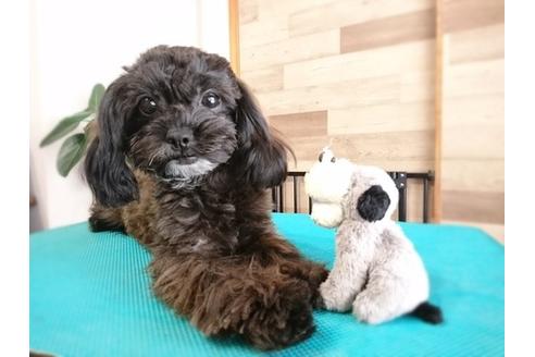 成約済の北海道のミックス犬-36278の4枚目