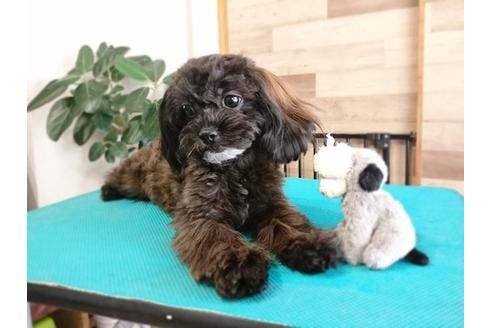 成約済の北海道のミックス犬-36278の3枚目