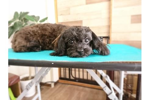 成約済の北海道のミックス犬-36278の2枚目