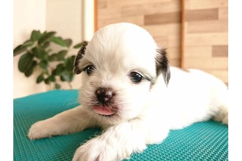 成約済の北海道のミックス犬-44814の3枚目