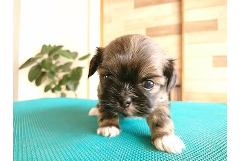 成約済の北海道のミックス犬-44815の3枚目