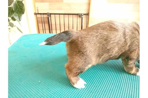 成約済の北海道のミックス犬-44815の1枚目
