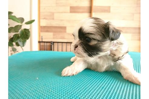 成約済の北海道のミックス犬-44816の1枚目