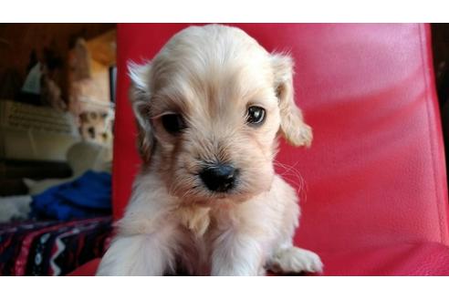 成約済の茨城県のミックス犬-44829の4枚目