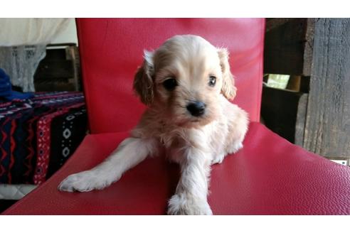 成約済の茨城県のミックス犬-44829の5枚目