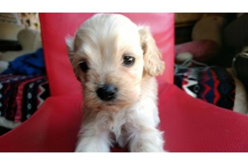 成約済の茨城県のミックス犬-44829の2枚目