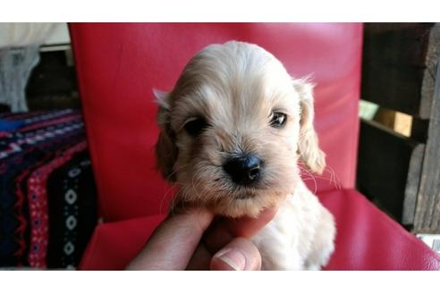 成約済の茨城県のミックス犬-44829の3枚目