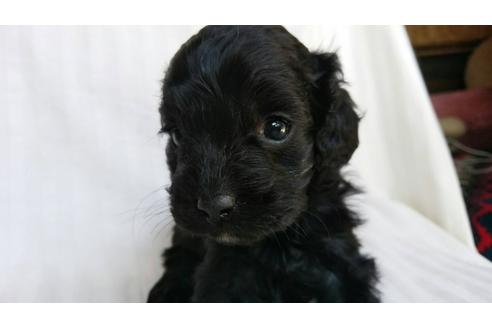 成約済の茨城県のミックス犬-44830の3枚目