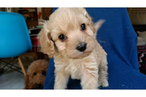 成約済の茨城県のミックス犬-44831の5枚目