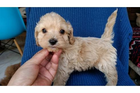 成約済の茨城県のミックス犬-44831の2枚目