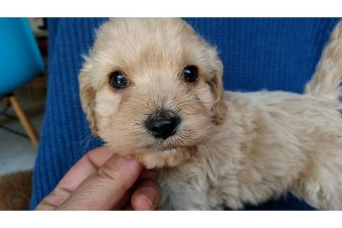 成約済の茨城県のミックス犬-44831の3枚目