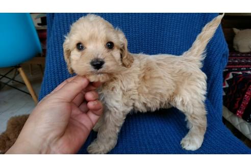 成約済の茨城県のミックス犬-44831の4枚目