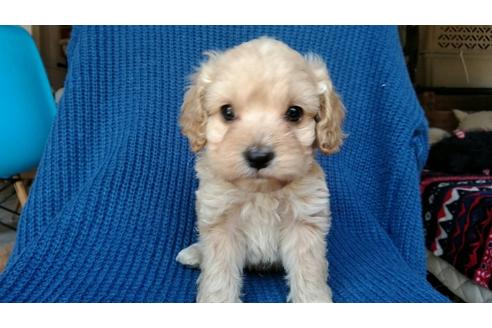 成約済の茨城県のミックス犬-44831の1枚目