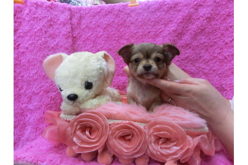 成約済の京都府のチワワ(ロングコート)-44881の3枚目