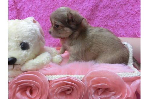 成約済の京都府のチワワ(ロングコート)-44881の2枚目