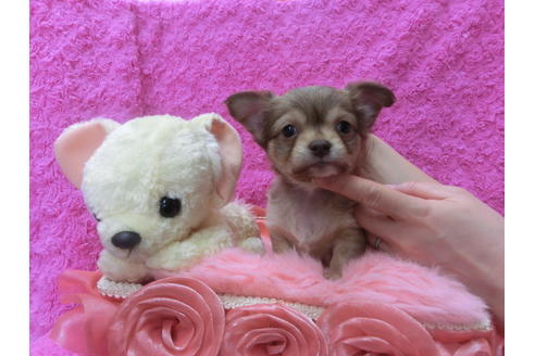 成約済の京都府のチワワ(ロングコート)-44881の1枚目