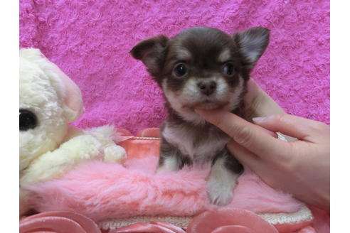 成約済の京都府のチワワ(ロングコート)-44882の1枚目