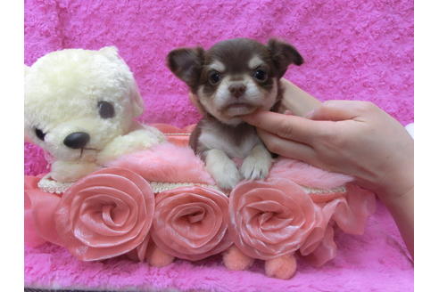 成約済の京都府のチワワ(ロングコート)-44883の3枚目