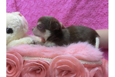 成約済の京都府のチワワ(ロングコート)-44883の2枚目