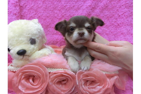 成約済の京都府のチワワ(ロングコート)-44883の1枚目