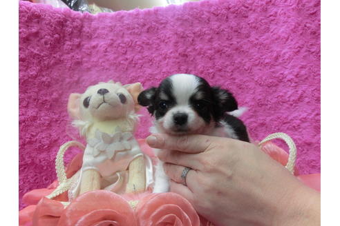 成約済の京都府のチワワ(ロングコート)-44888の3枚目