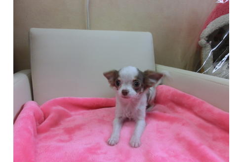 成約済の京都府のチワワ(ロングコート)-39584の3枚目