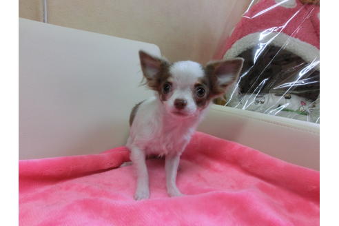 成約済の京都府のチワワ(ロングコート)-39584の2枚目