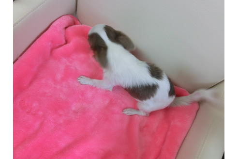 成約済の京都府のチワワ(ロングコート)-39584の1枚目