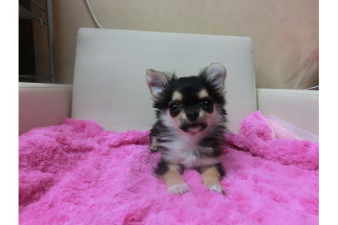 成約済の京都府のチワワ(ロングコート)-43114の3枚目