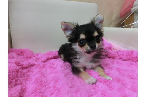 成約済の京都府のチワワ(ロングコート)-43114の2枚目