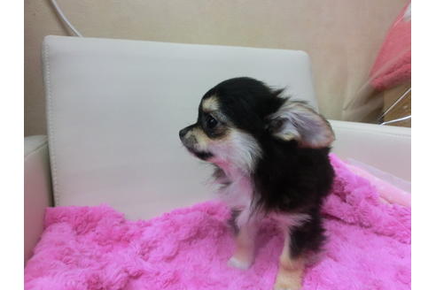 成約済の京都府のチワワ(ロングコート)-43114の1枚目