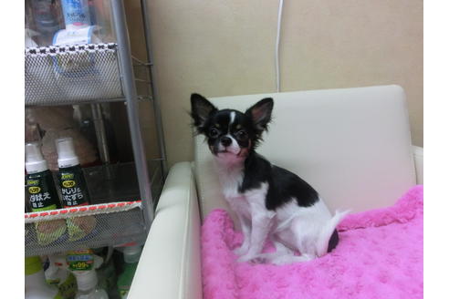 成約済の京都府のチワワ(ロングコート)-40348の2枚目