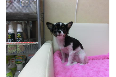 成約済の京都府のチワワ(ロングコート)-40348の1枚目