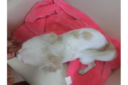 成約済の京都府のチワワ(ロングコート)-44889の2枚目