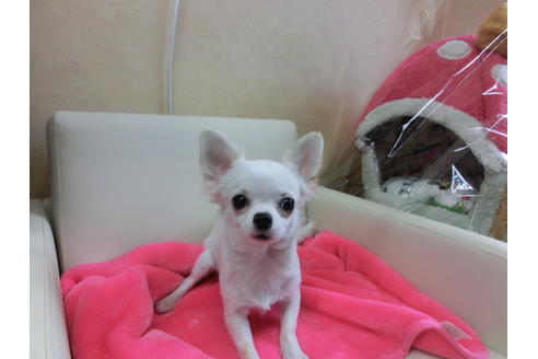 成約済の京都府のチワワ(ロングコート)-44889の1枚目