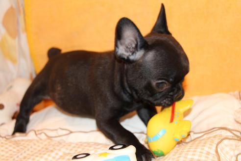 成約済の愛知県のフレンチブルドッグ-43142の5枚目