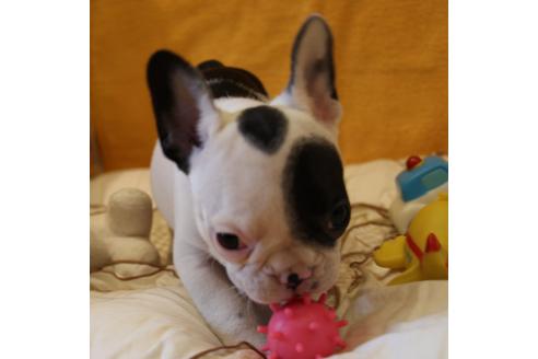 成約済の愛知県のフレンチブルドッグ-43148の5枚目