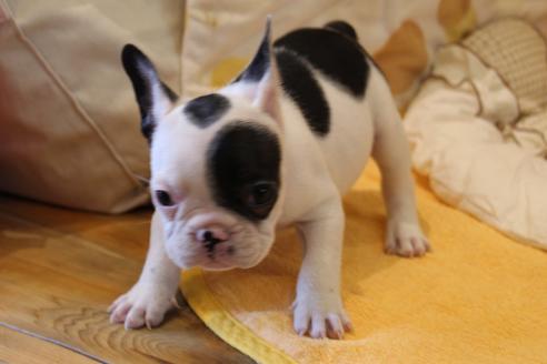 成約済の愛知県のフレンチブルドッグ-43148の4枚目