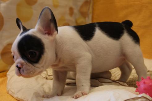 成約済の愛知県のフレンチブルドッグ-43148の3枚目