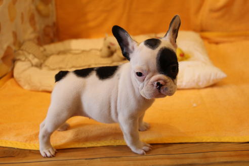成約済の愛知県のフレンチブルドッグ-43148の2枚目